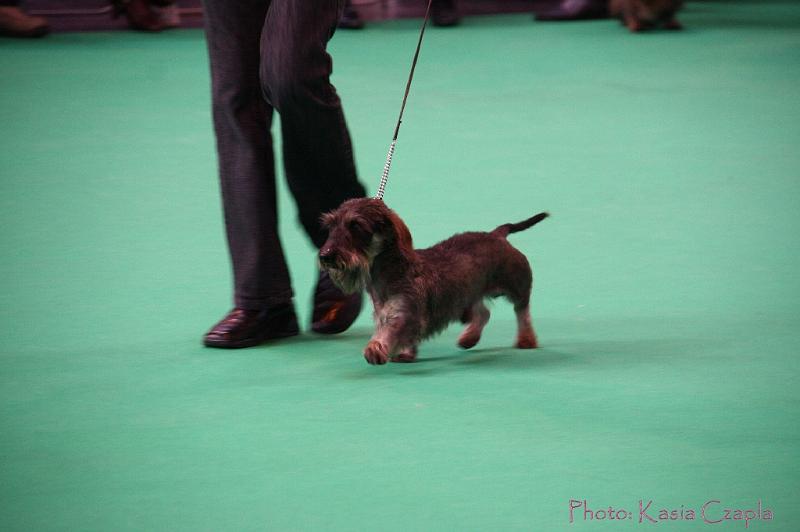 Crufts2011_2 749.jpg